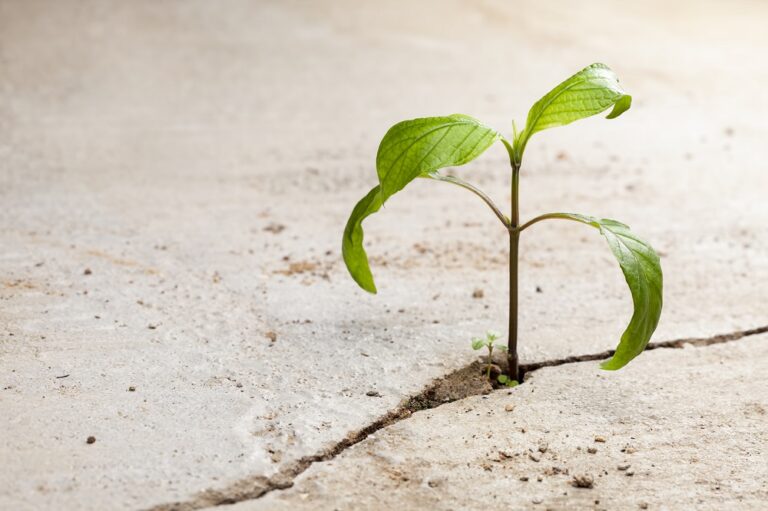 Young plants growing in a crack on a concrete footpath. Conquering adversity concept.