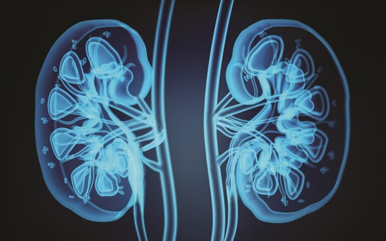 X-ray image of human kidneys. 3D illustration