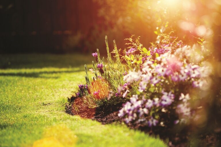 Sunny garden