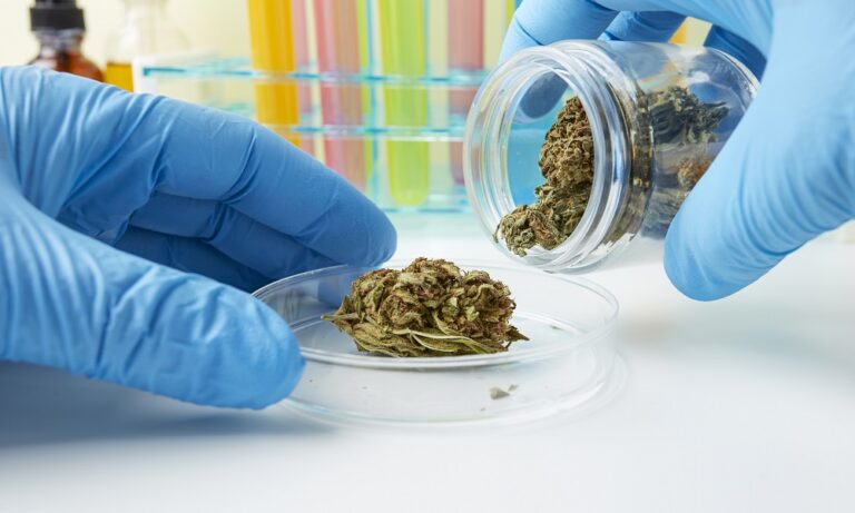 Medical Cannabis - Stock Photo