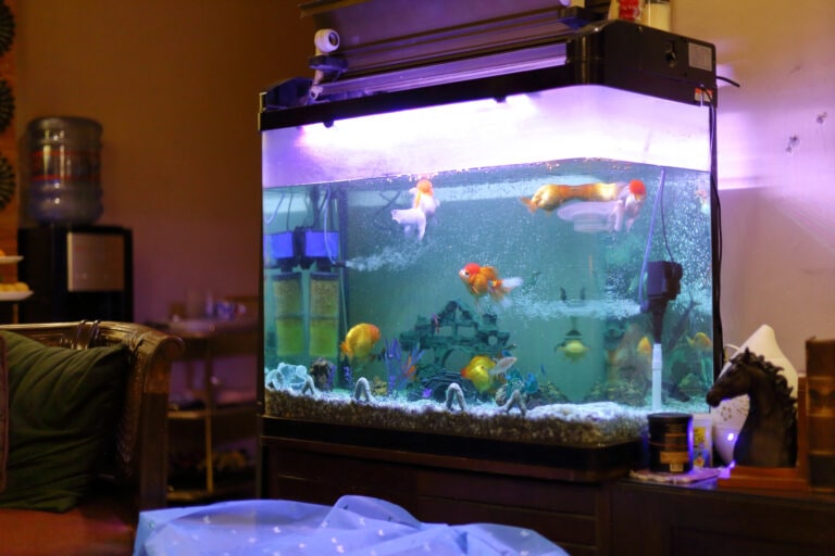 Freshwater fish aquarium in a living room.