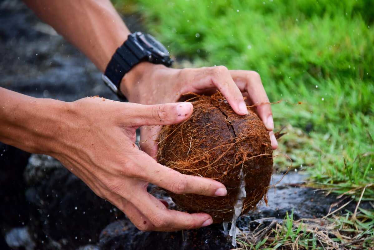 Cracking a fresh coconut open