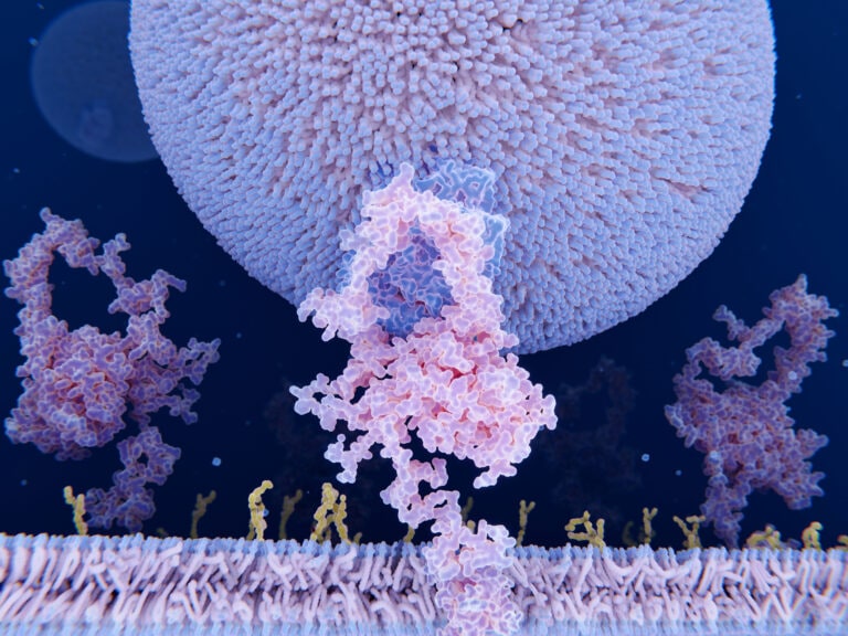 LDL particle binding to a receptor, illustration