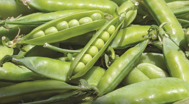 Pods sugar peas. A treat for children. Pisum sativum.