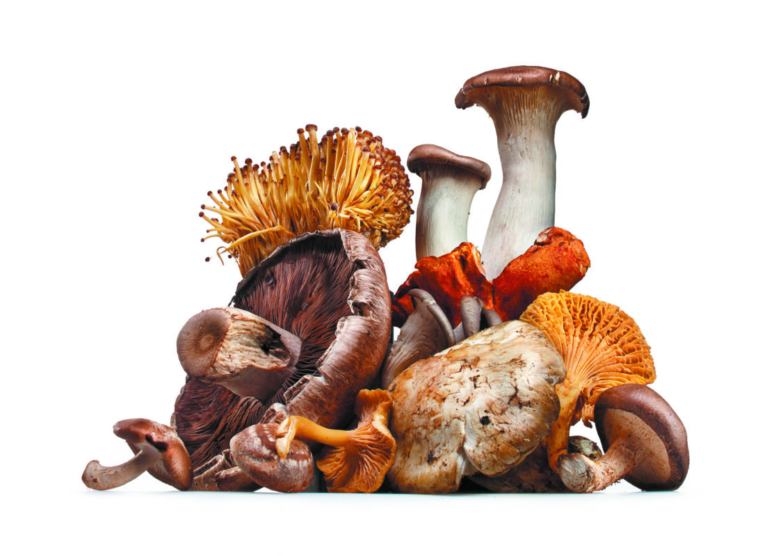 Variety of mushrooms