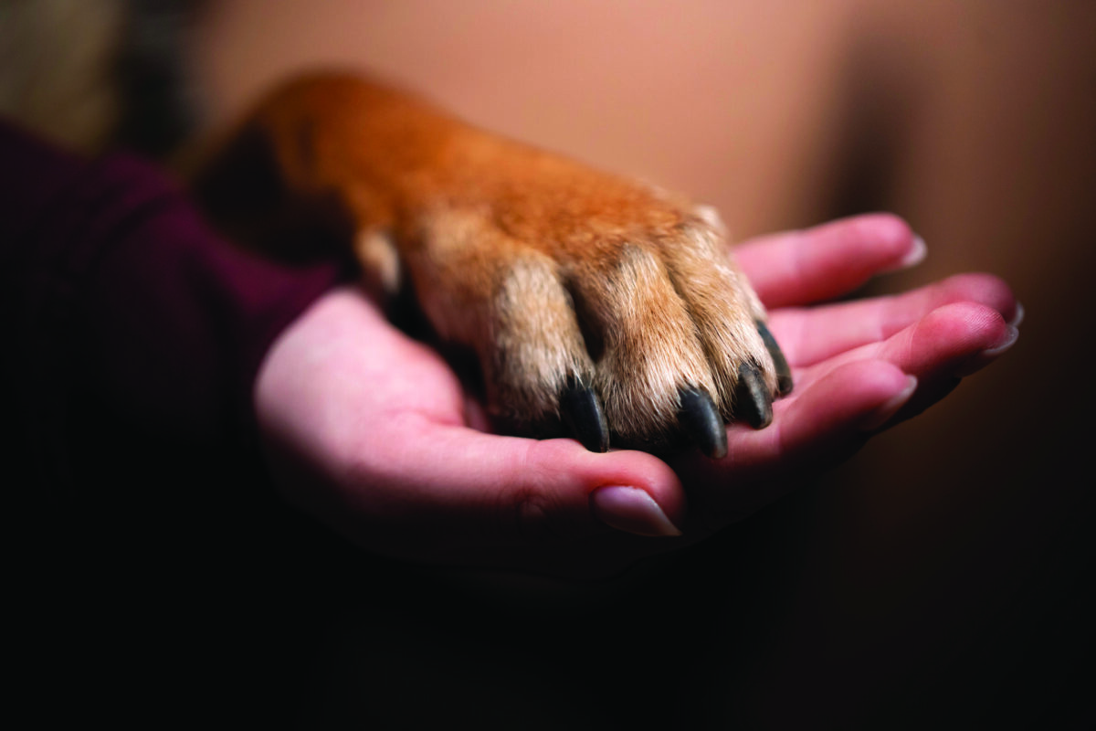 Human - dog relationship