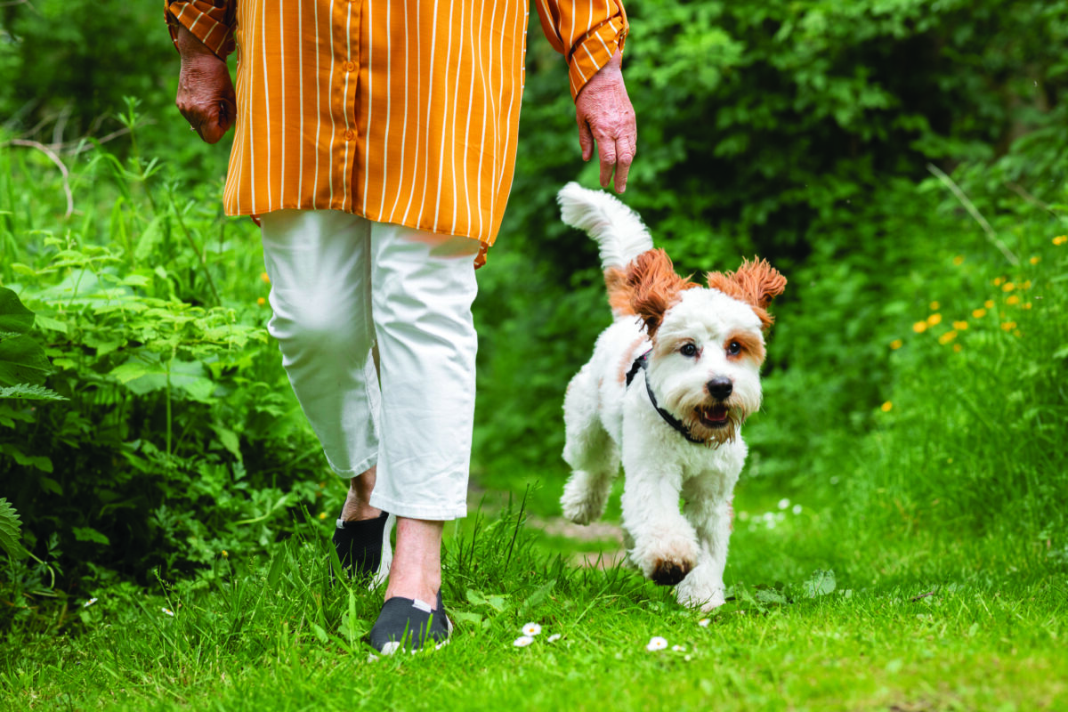 Unrecognisable Senior Woman Walking Her Cavapoo Dog