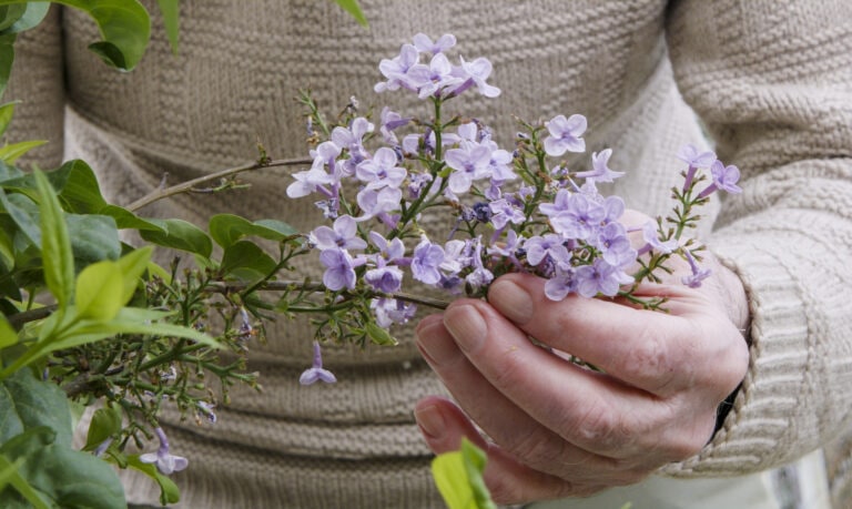 Close up portrait of senior man smelling a flower