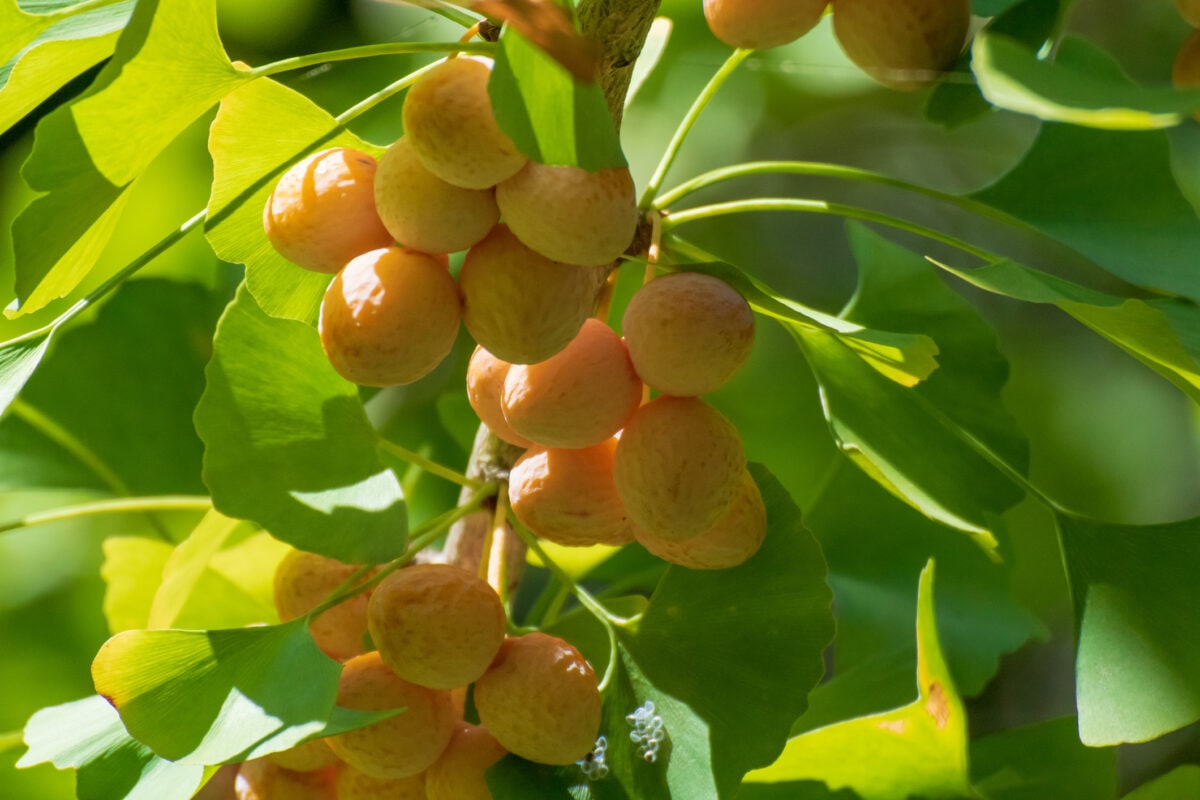 Ginkgo