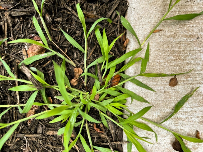 large weed growing near sidewalk