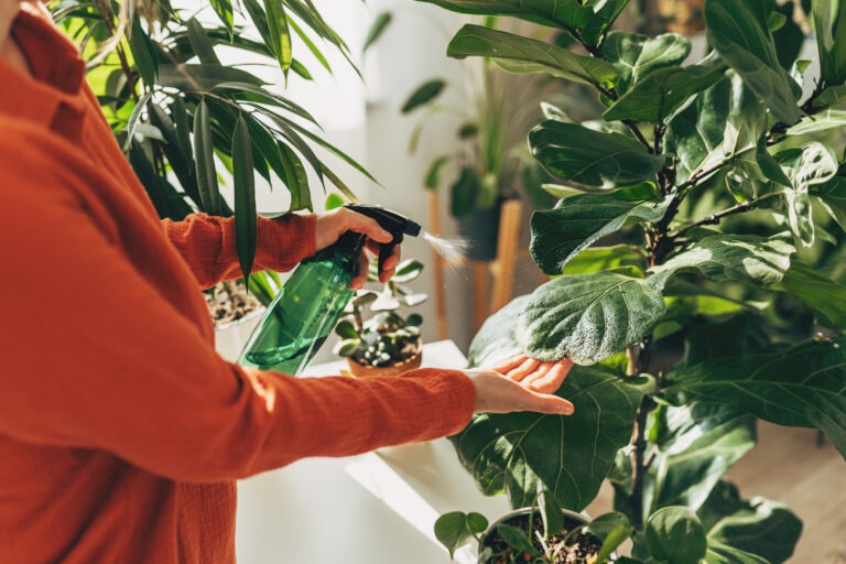 Woman sprays plants in flower pots with clean water from bottle. Closeup hand with sprayer. Caring for houseplants home, growing vegetable garden on windowsill. Plant lovers, home gardening