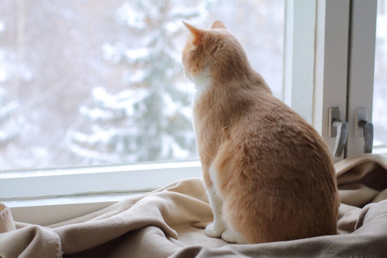 An orange cate