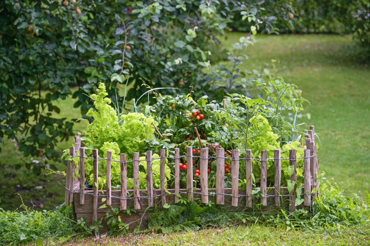 Wooden raised vegetable bed with tomato plants and lettuce, bordered with a small fence in a country garden, copy space, selected focus