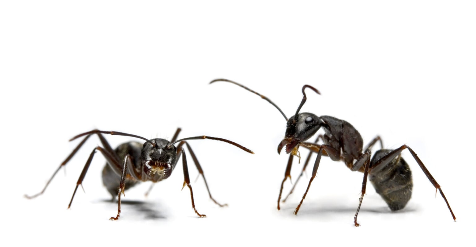 Close-up of two ants, studio shot