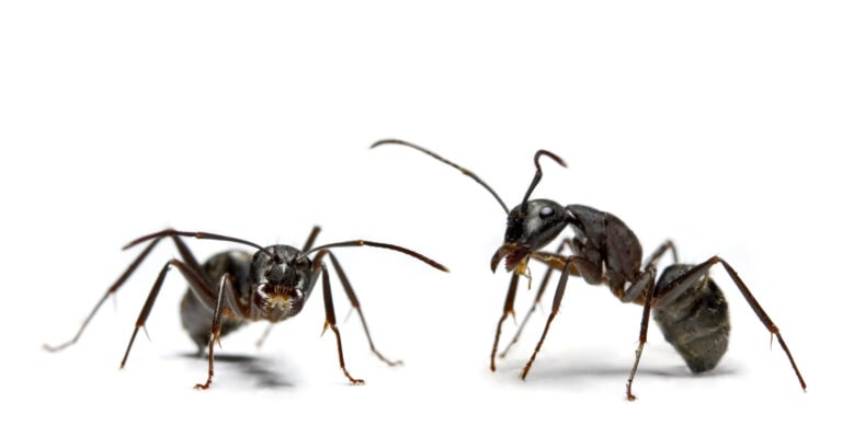 Close-up of two ants, studio shot