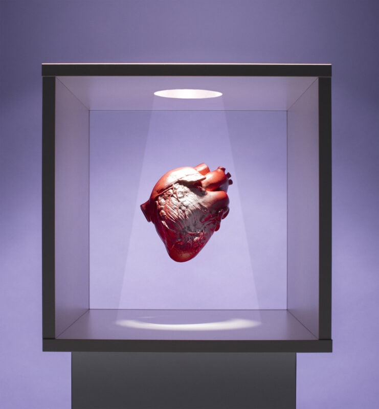 Human heart model in box