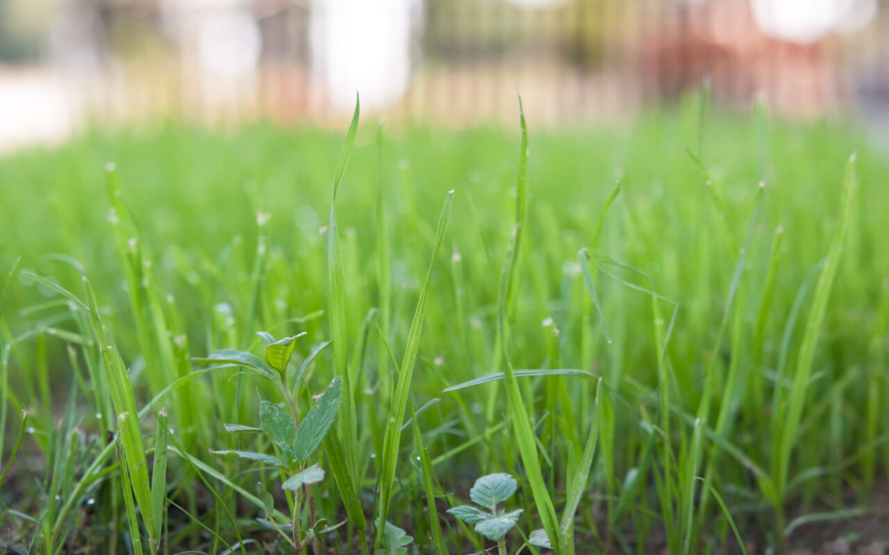 fresh thick grass