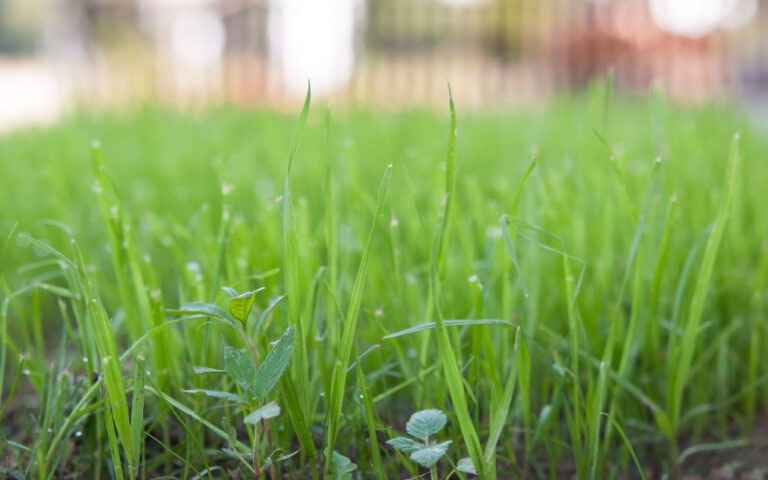 fresh thick grass