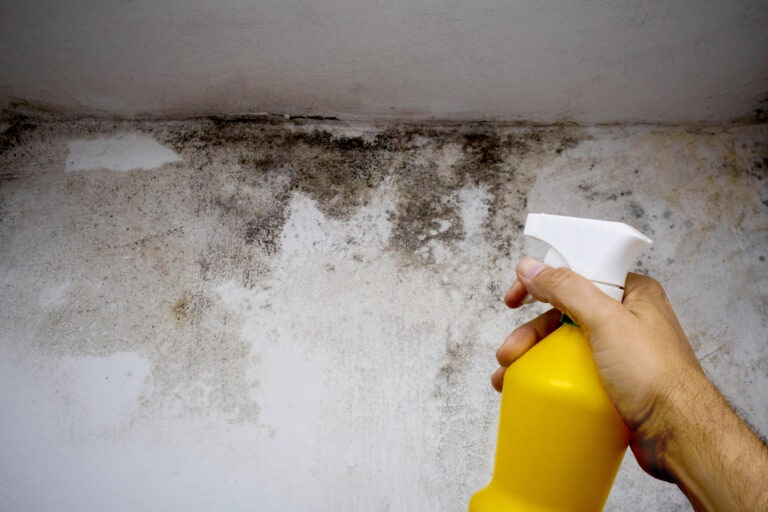 mold remediation