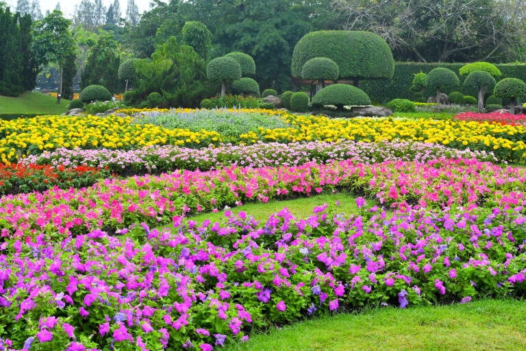 Perennial Flowers