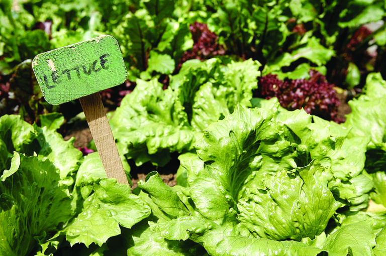 types of lettuce