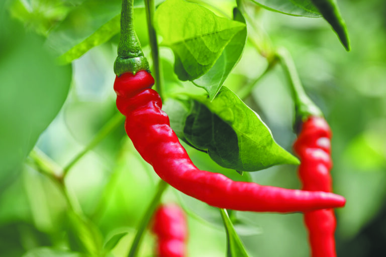 Cayenne Pepper Benefits