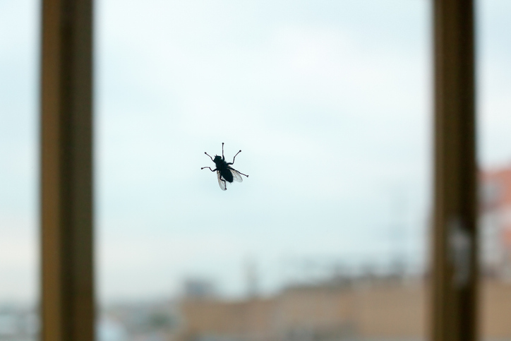 How to Get Rid of Flies